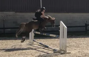 poni B welsh de salto