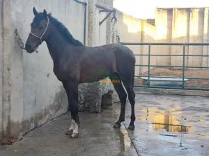 🐎 Caballo en venta – Manso y confiable 🐎
