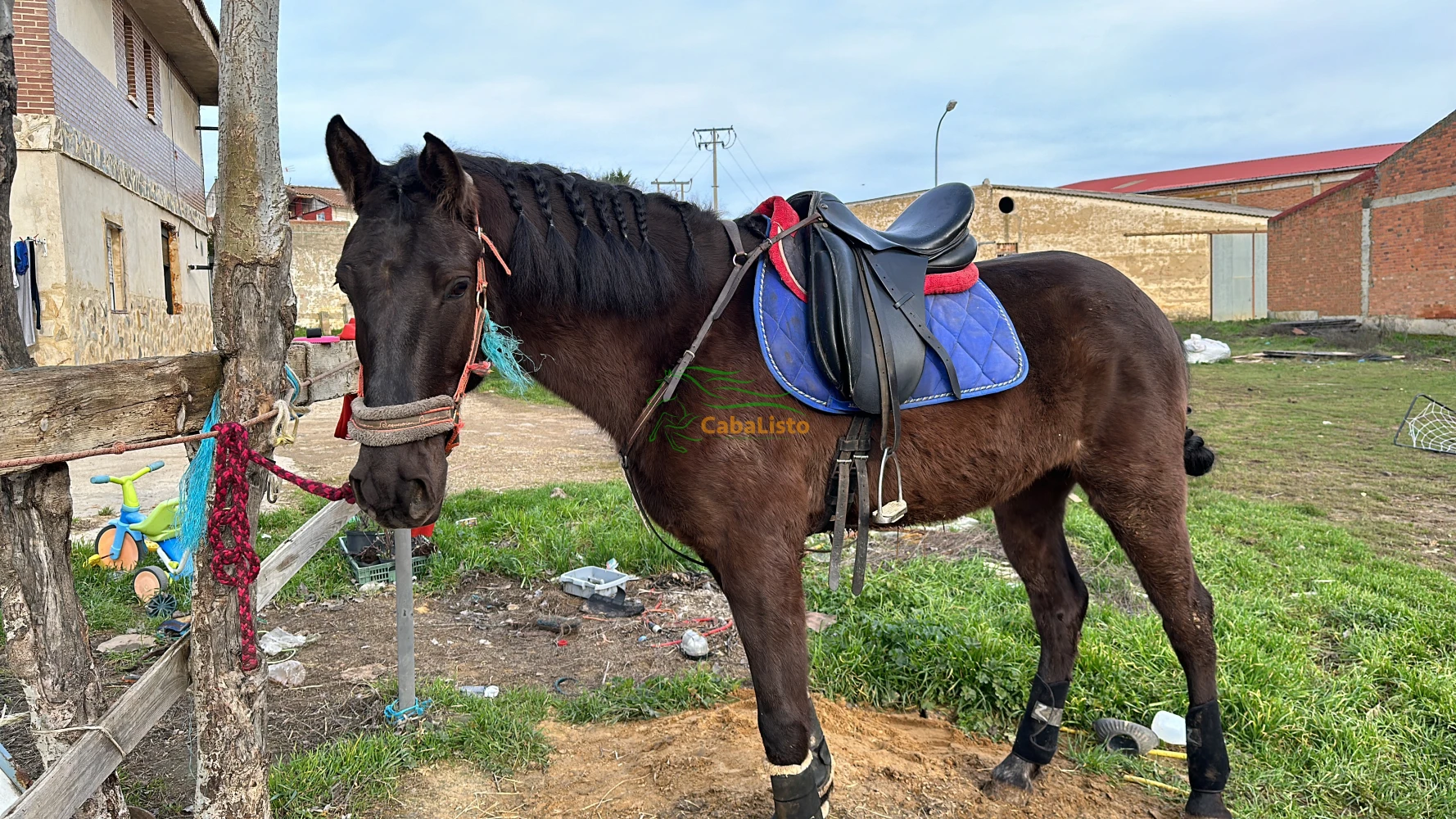 Pura sangre lusitano