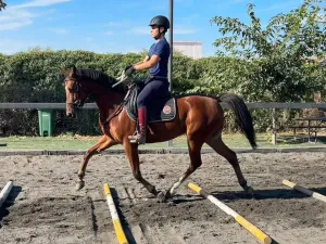 Se vende caballo 6 años 161cm a la cruz