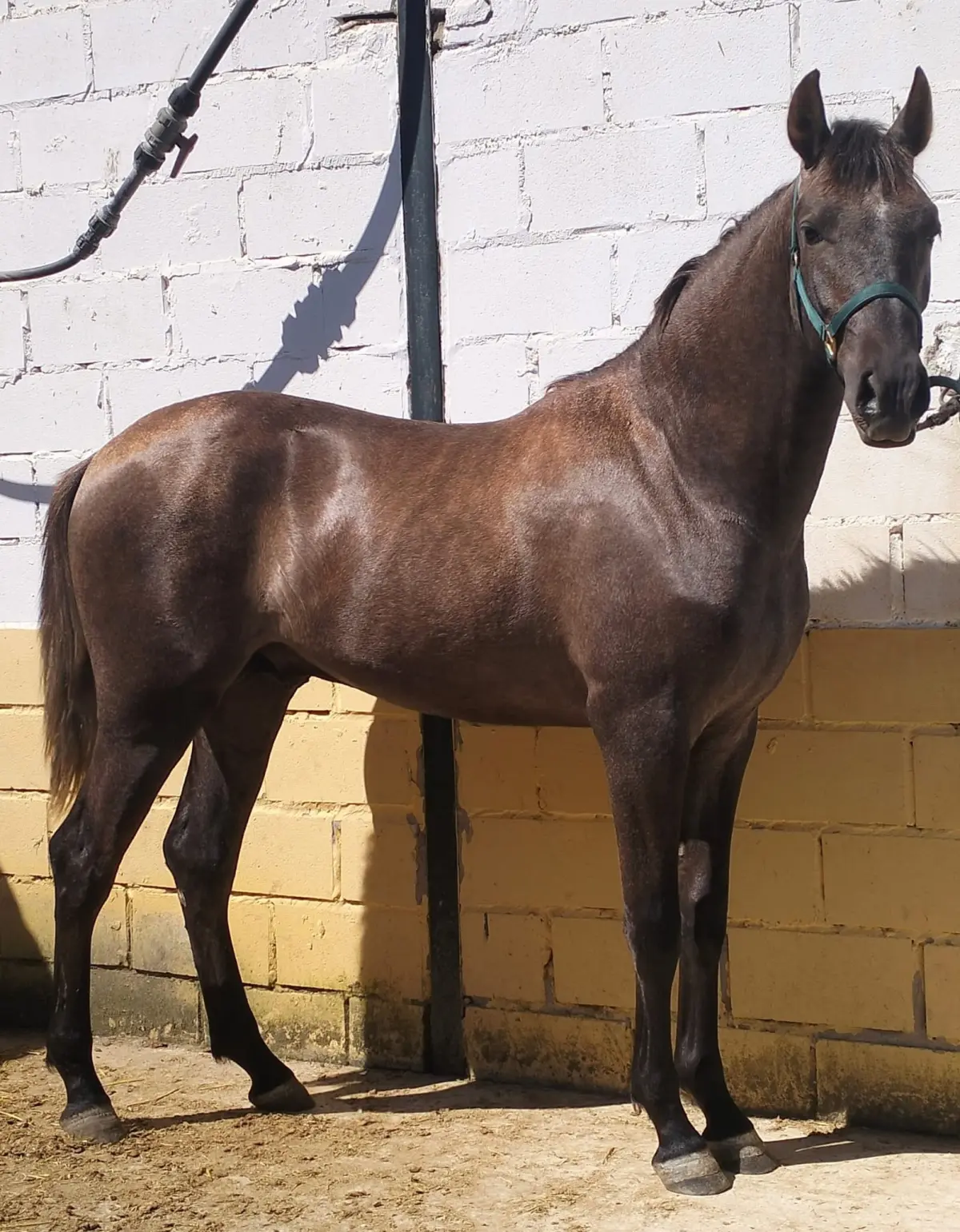 DIRECTAMENTE DE GANADERO vendo potro pre