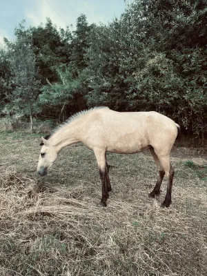 Potra Lusitana