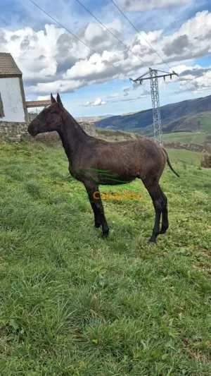 Potro