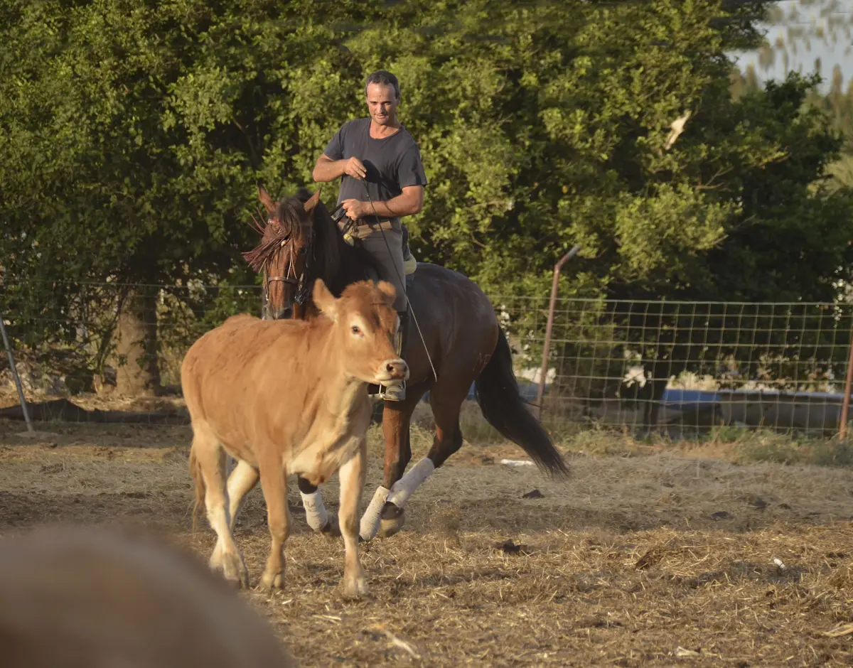 Caballo castrado, de Pura Raza Española