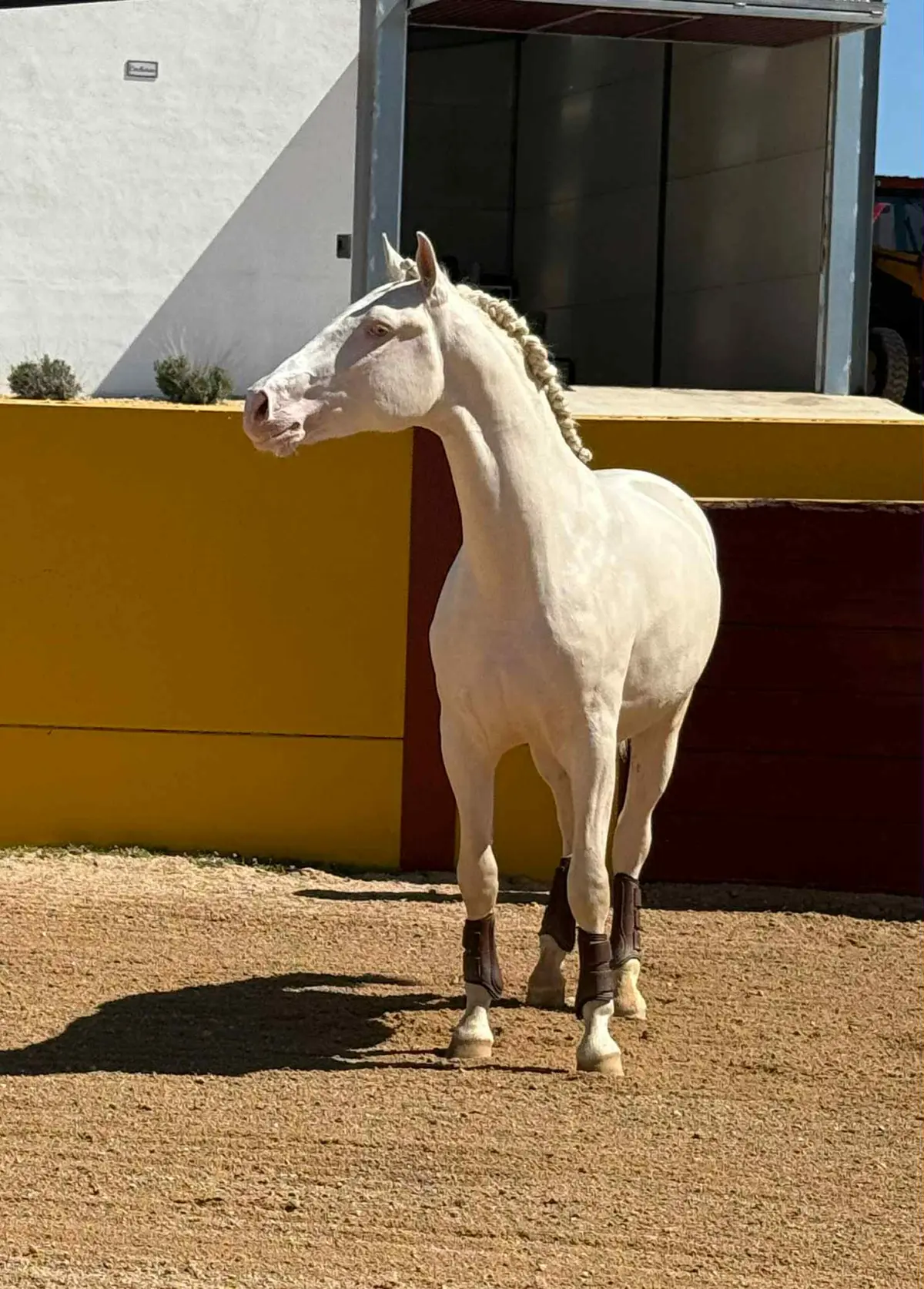 POTRO LUSITANO
