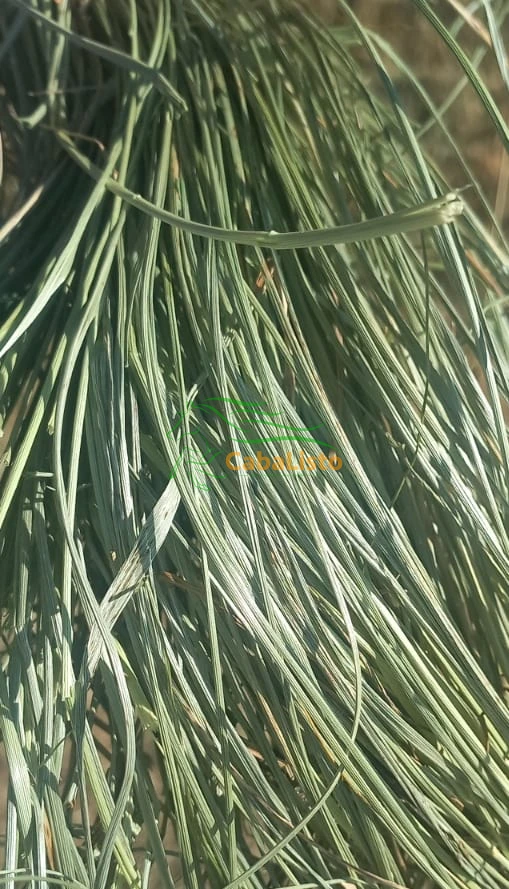 Heno extra para equinos.