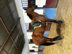 Potra 3 sangres