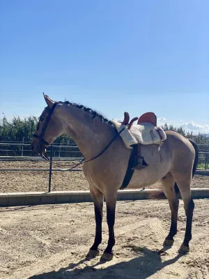 Caballo hispano árabe