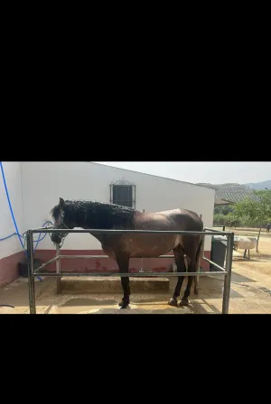 SE VENDE PRE INSCRITO EN ANCE DOMADO