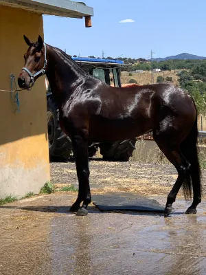 YEGUA DEPORTIVA ESPAÑOLA (ANGLOHISPANA)