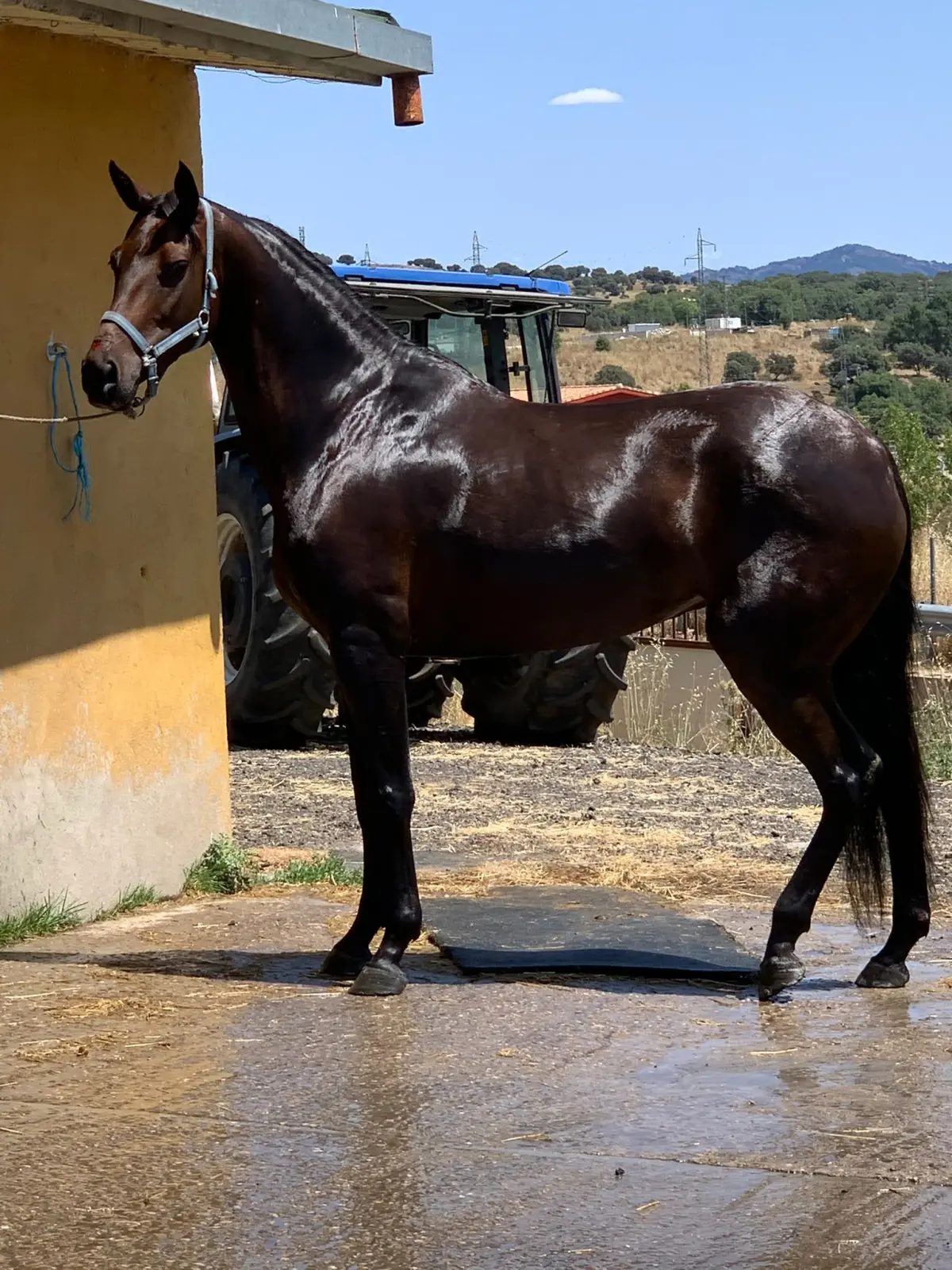 YEGUA DEPORTIVA ESPAÑOLA (ANGLOHISPANA)