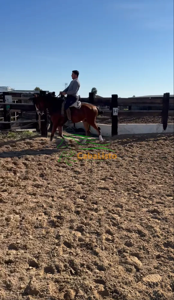 Potro CDE con carta de ancades. 4 años y medio