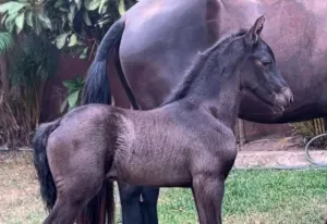 Potrillo FRISON nacional 2 meses