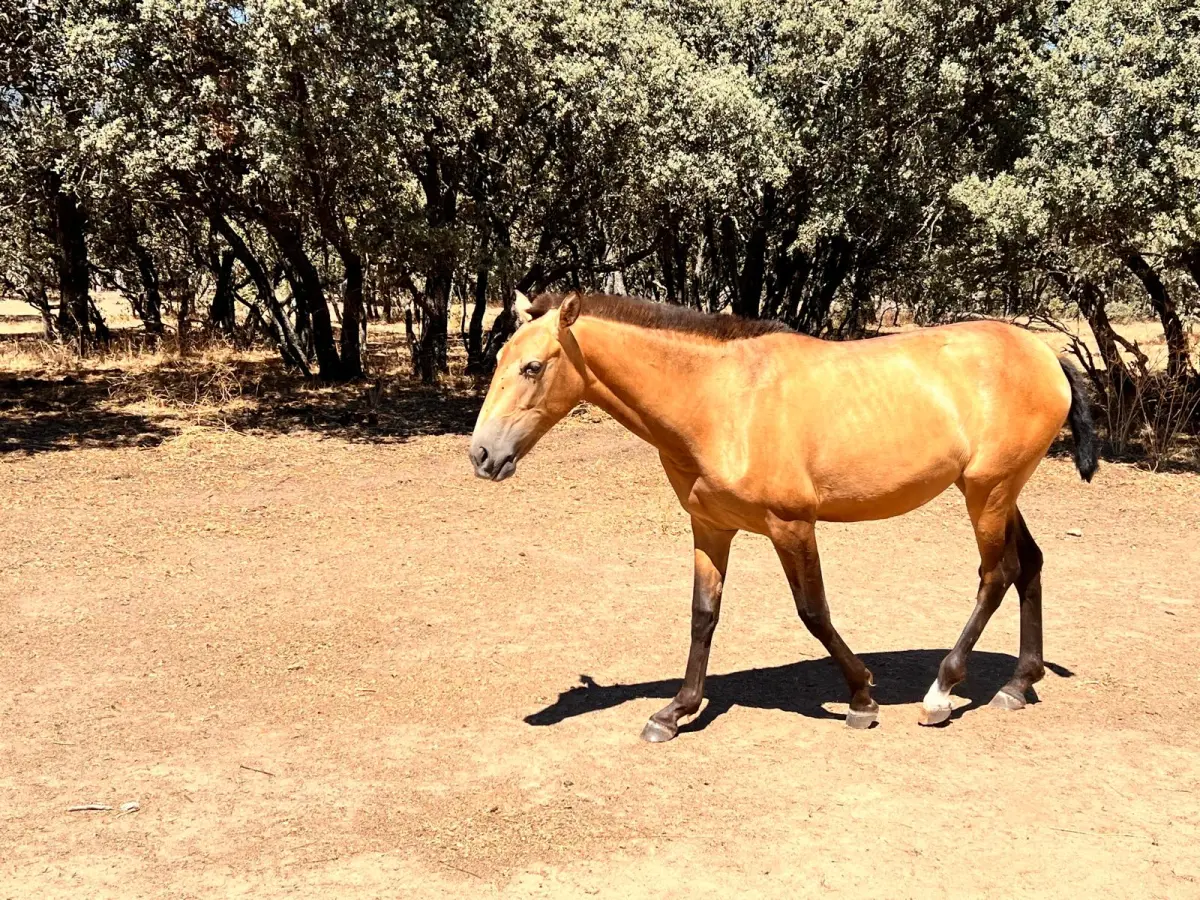POTRA BAYA HISPANOLUSA
