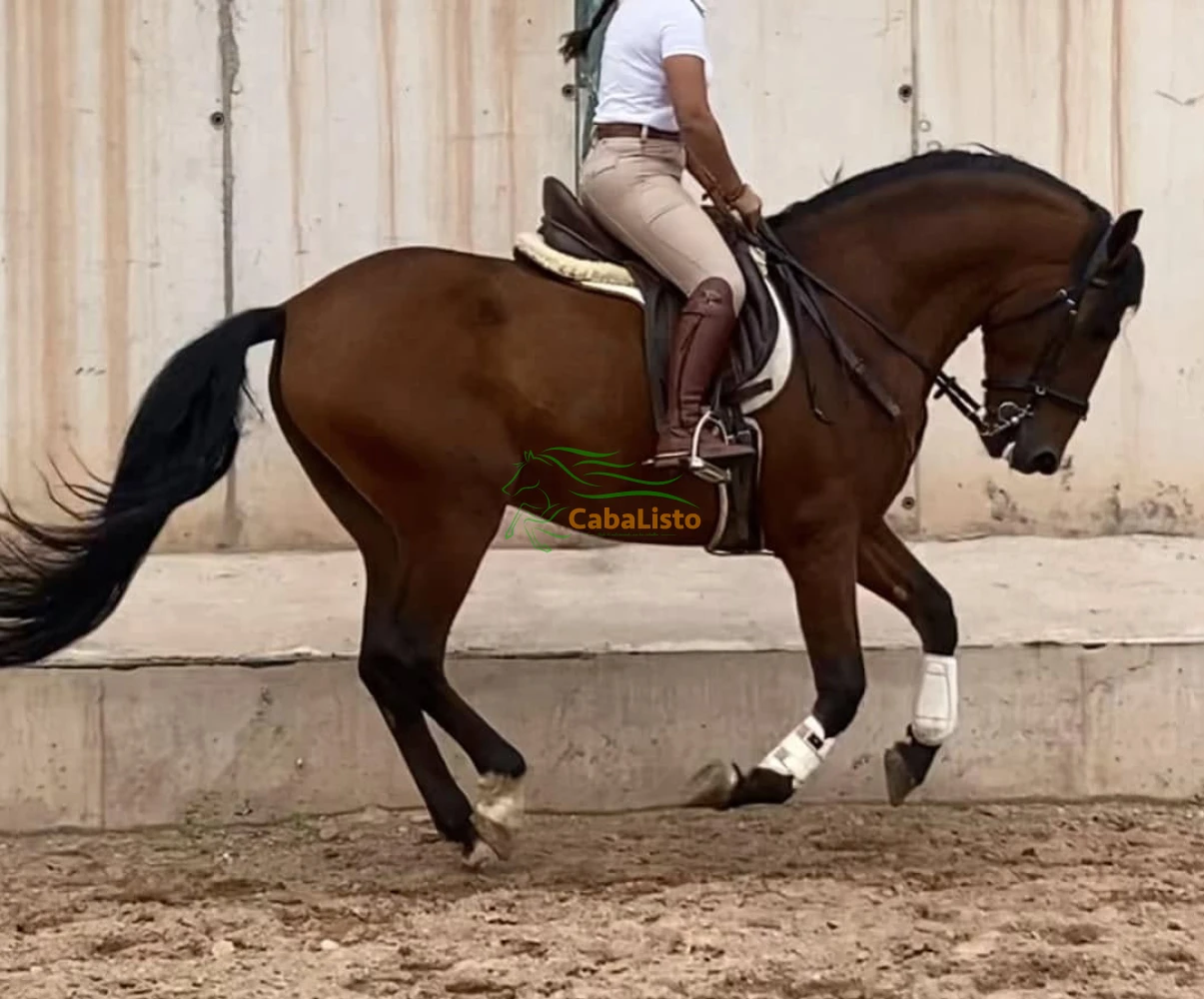 DISPONIBLE PURA RAZA ESPAÑOL (PRE) 🇪🇸