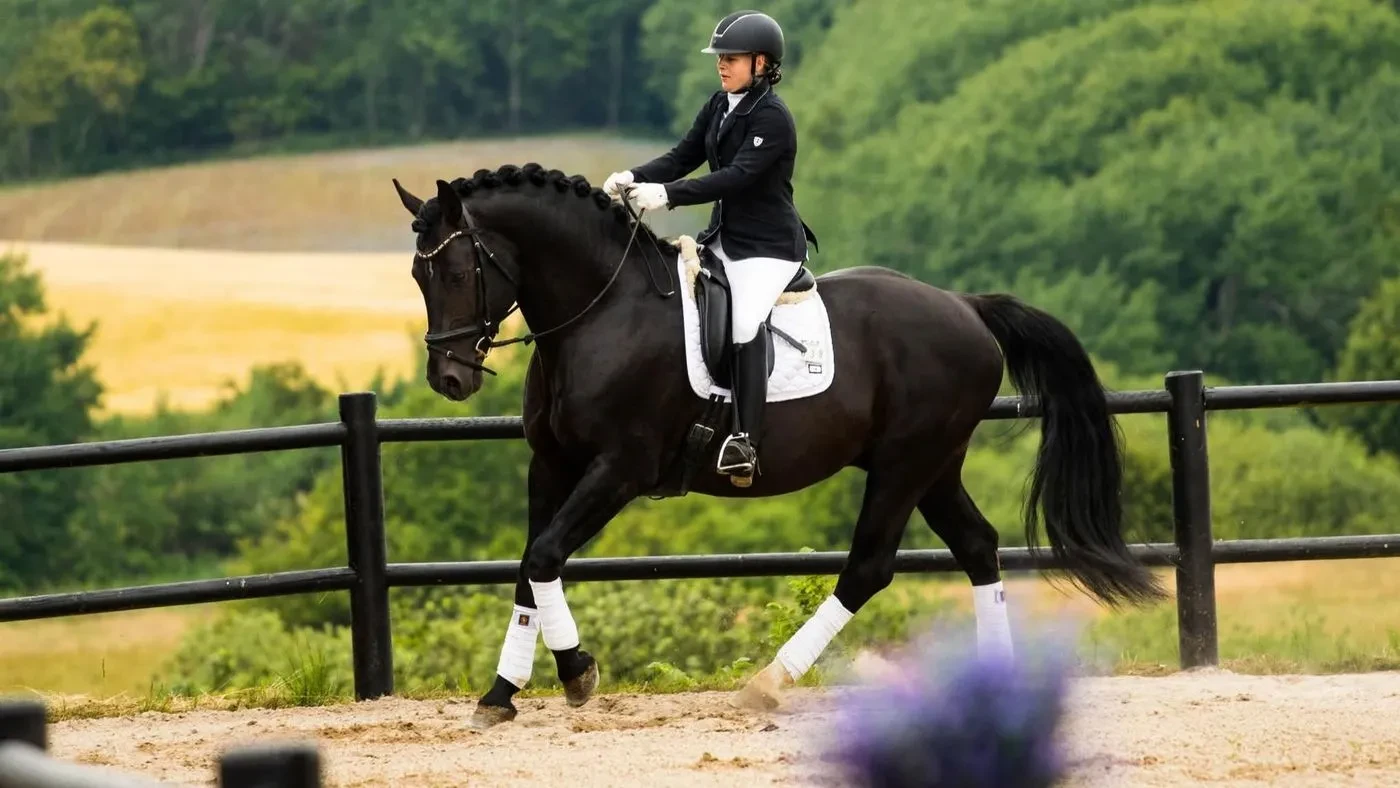 Graded 8 point Stallion