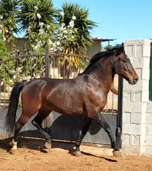 Caballo cruzado