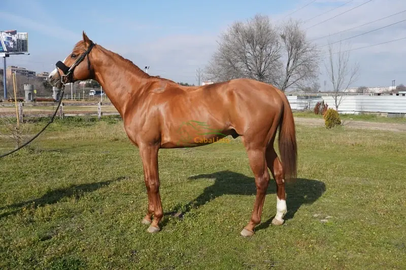 Pura sangre inglés, Caballo castrado, 8 años, 167 cm, Alazán