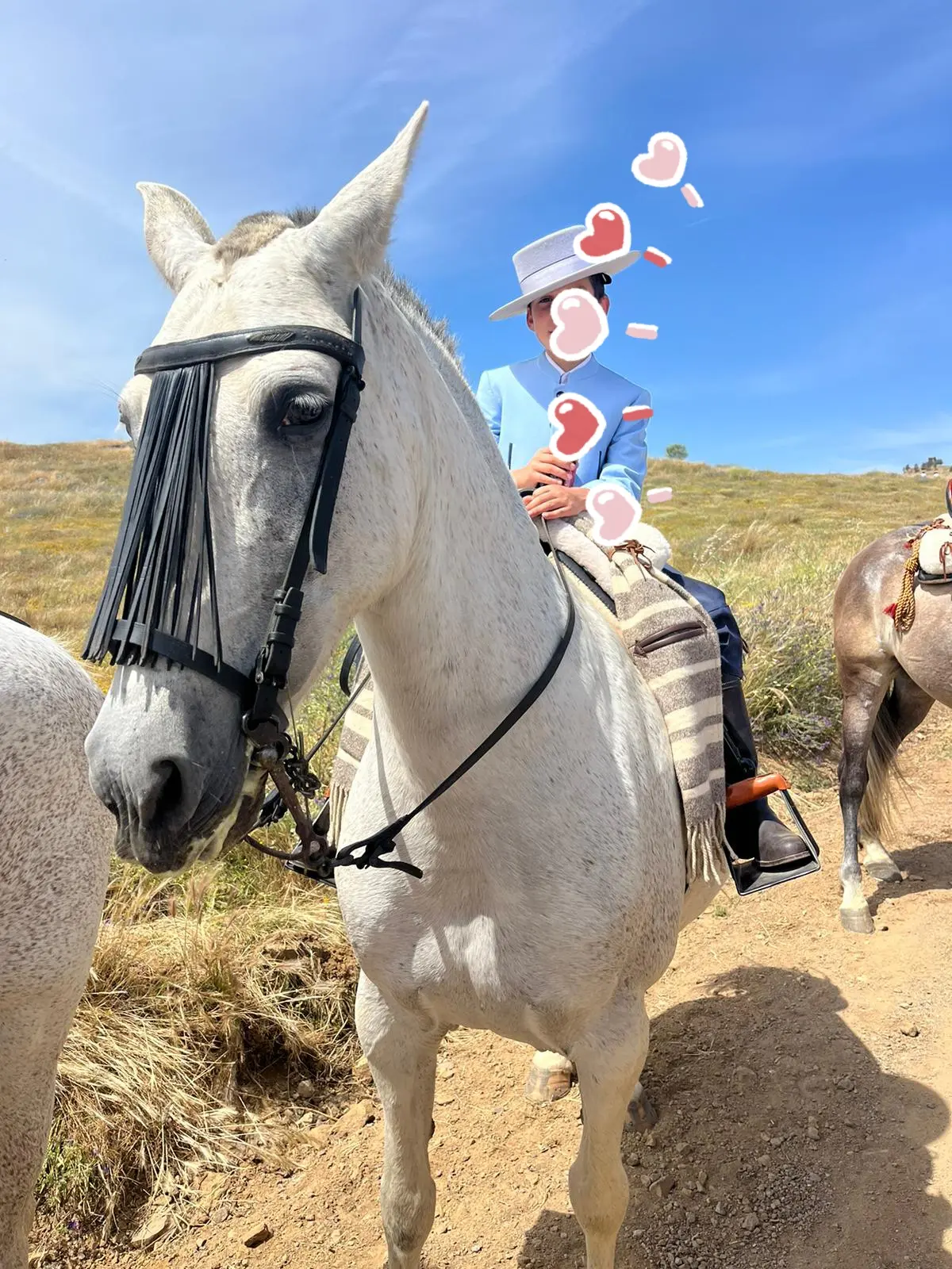 Yegua hispano árabe 75%