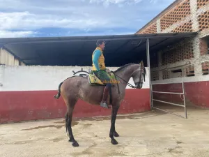 Potra arreglada en vaquera con 1.66 hispanorabe con carta hierro de clemente torda vinosa y amparando haciendo acoso y derribo