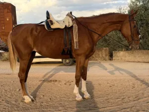 cruzado 5 meses