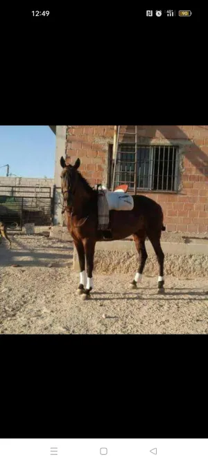 Se vende yegua pre