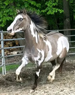 pinto horse
