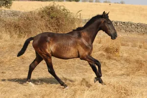 PRE negro . Solitario de Mesa II